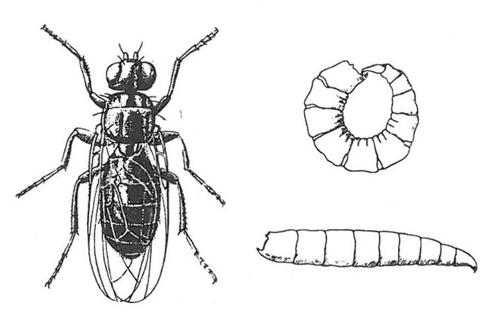 Photograph of C. FLyst